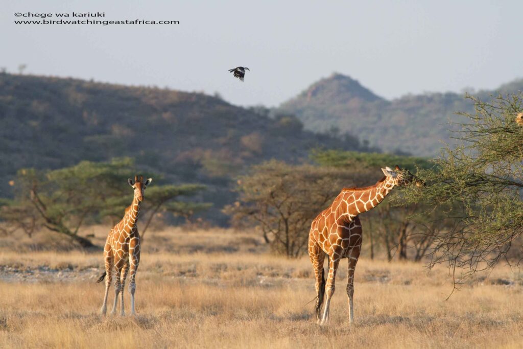 Reticulated Giraffe