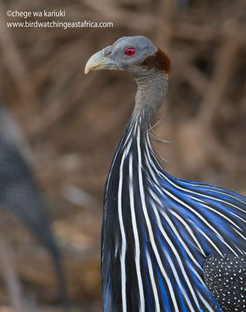 Kenya Bird Tour: Vulturine Guineafowl