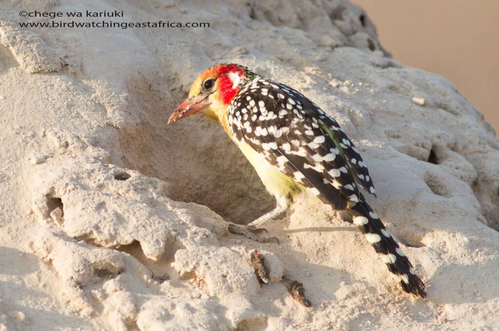 Red-&-Yellow Barbet on a Kenya Birding Tour