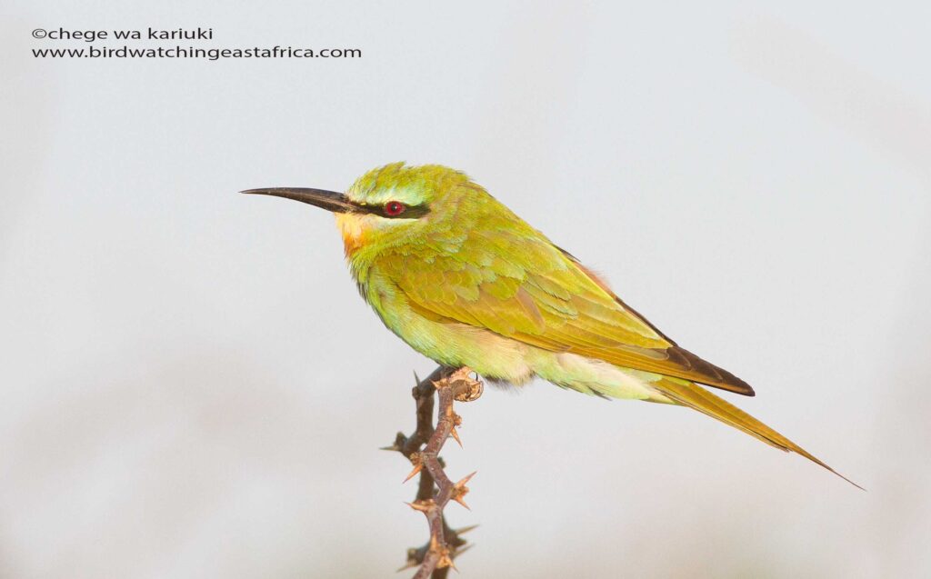 Blue-cheeked Bee-Eater