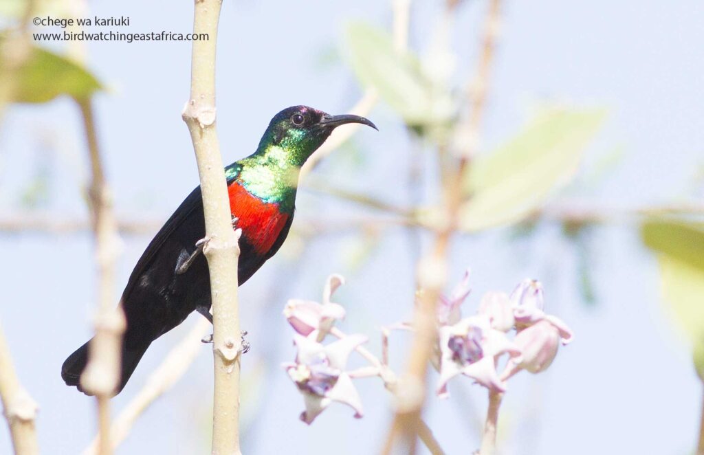 Shining Sunbird seen in Lake Baringo on a Kenya Birding Tour