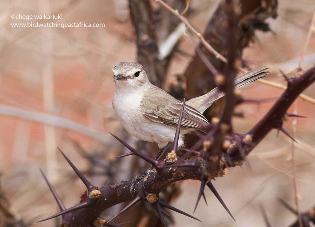 We hope to see Wajir Flycatcher on a Kenya Birding Tour: