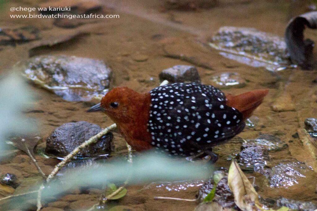 Africa Bird Tour: White-spotted Flufftail