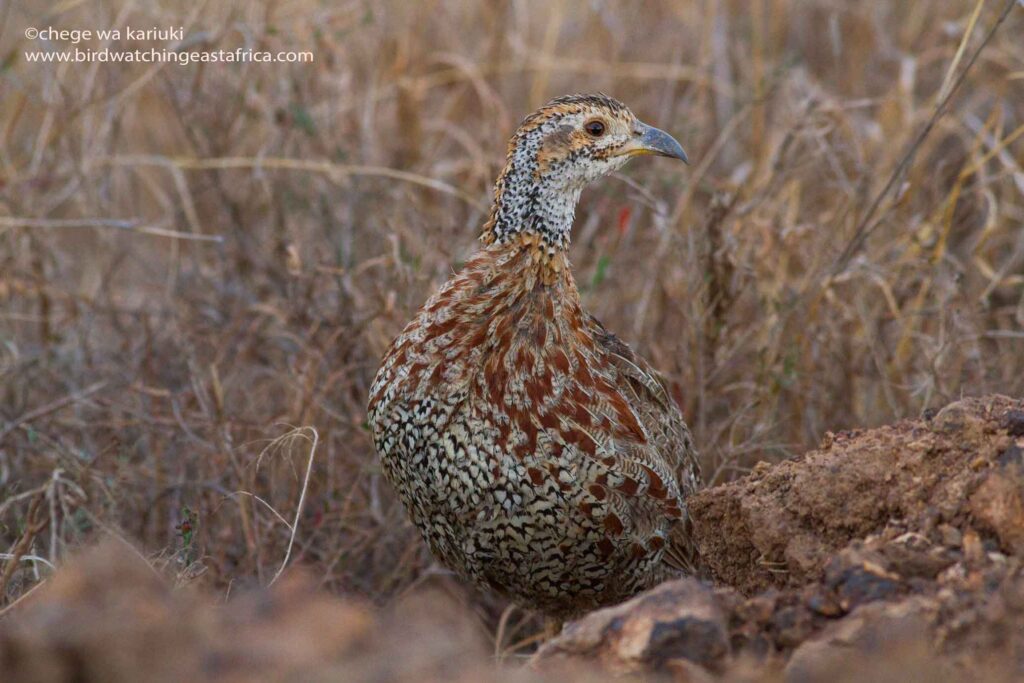 Kenya Bird Tour: Shelley's Francolin