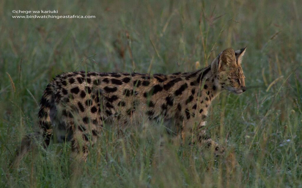 Serval Cat sighting