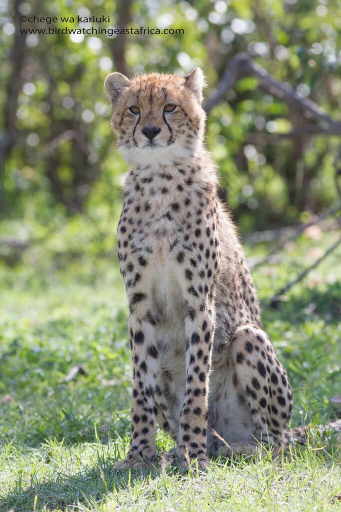 Cheetah