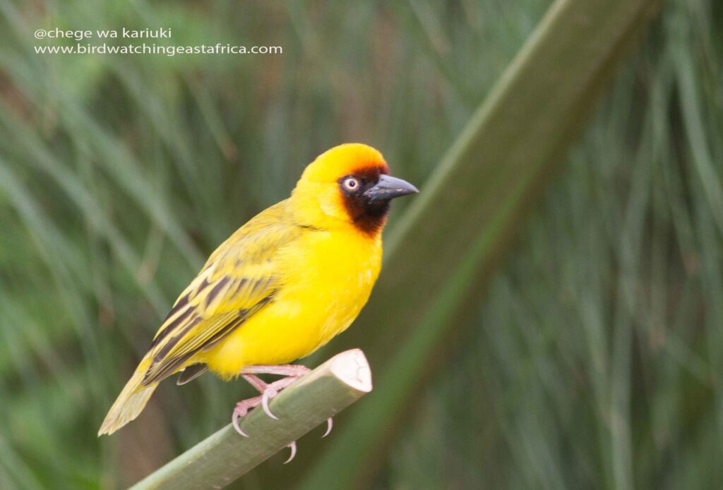 Kenya Bird Tour: Northern Brown-throated Weaver