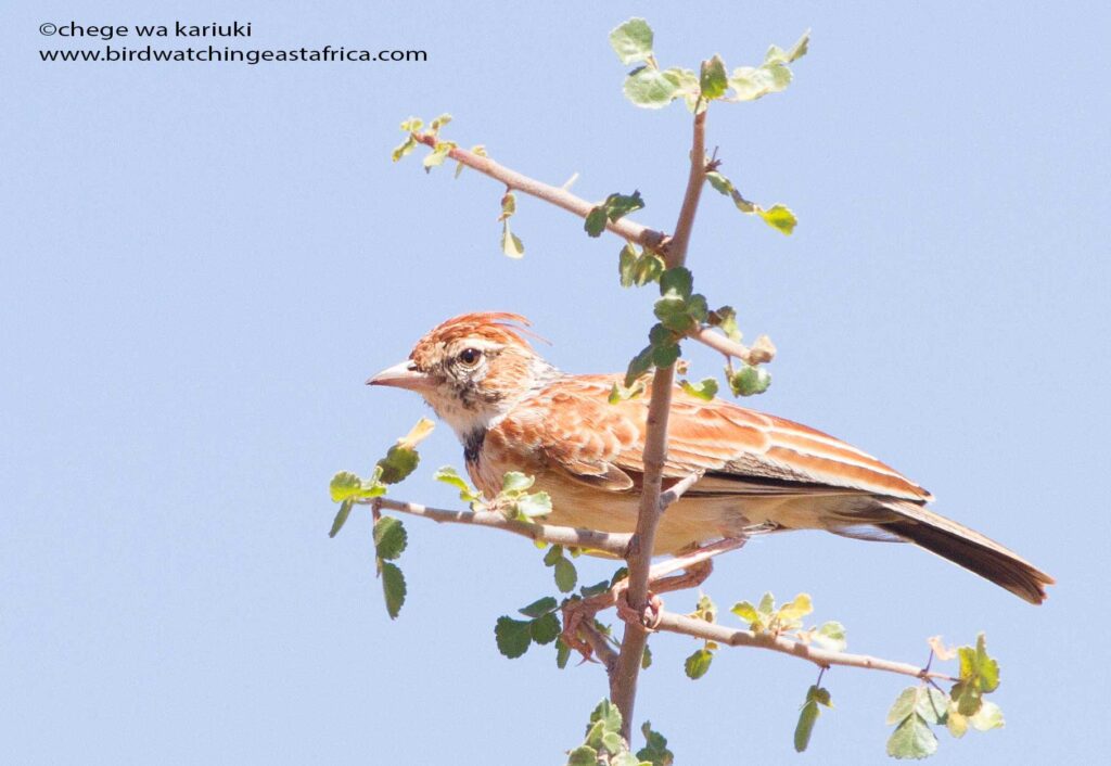 Collared Lark seen on a Kenya Birding Tour: