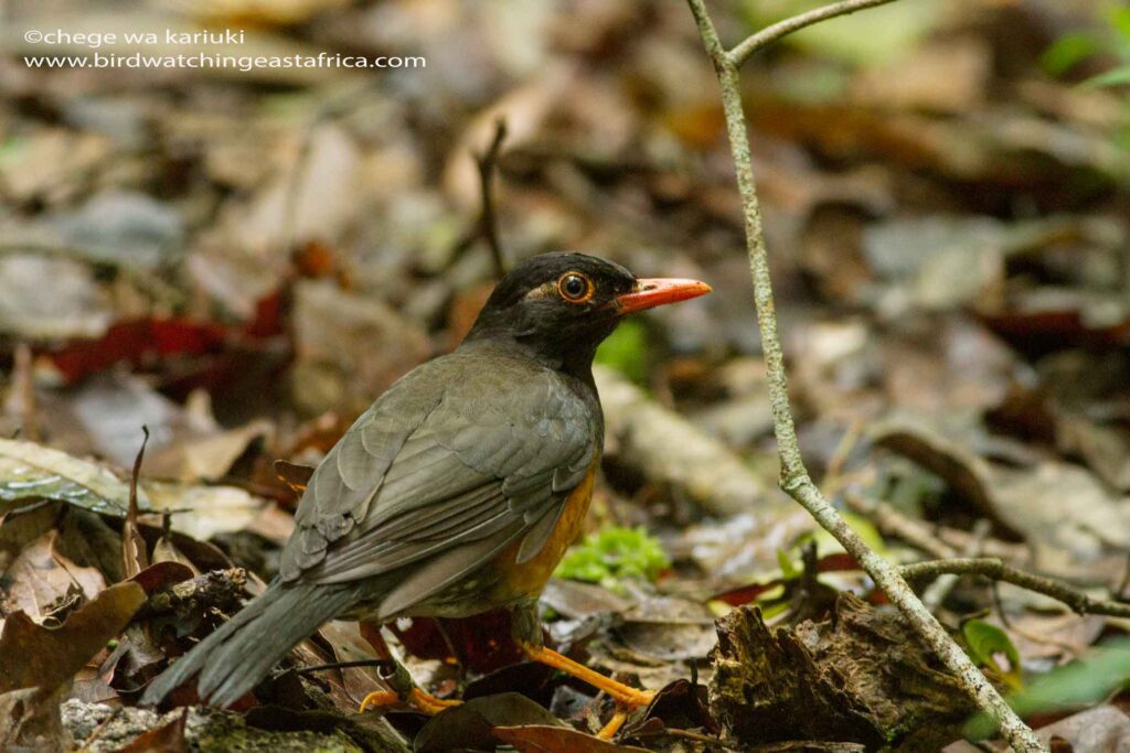 Birding Tour: Taita Thrush