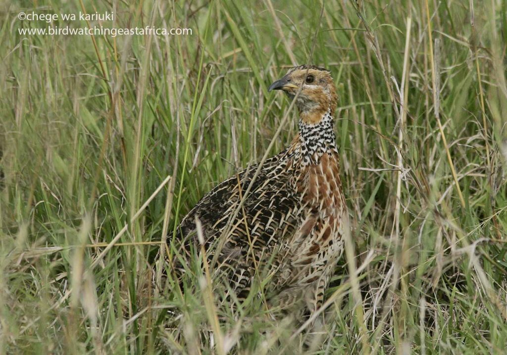 Kenya Bird Tour: 