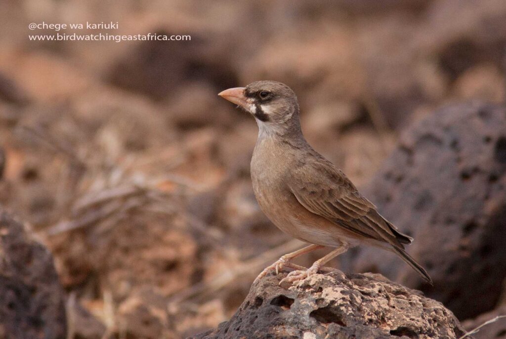 Kenya Bird Tour: Masked Lark