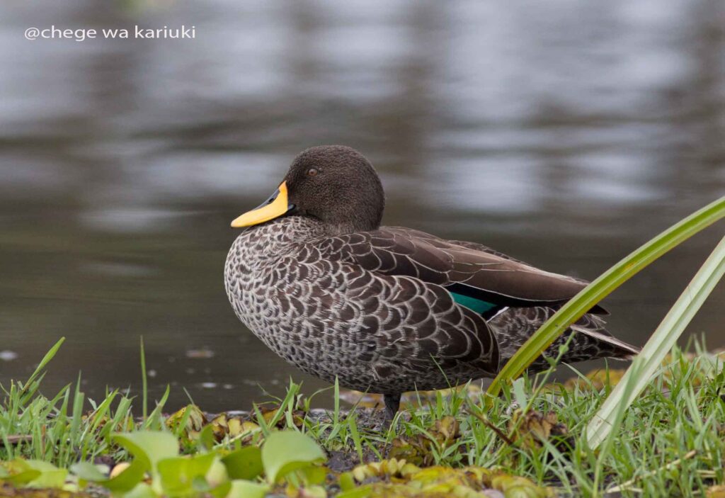 Yellow-billed Duck