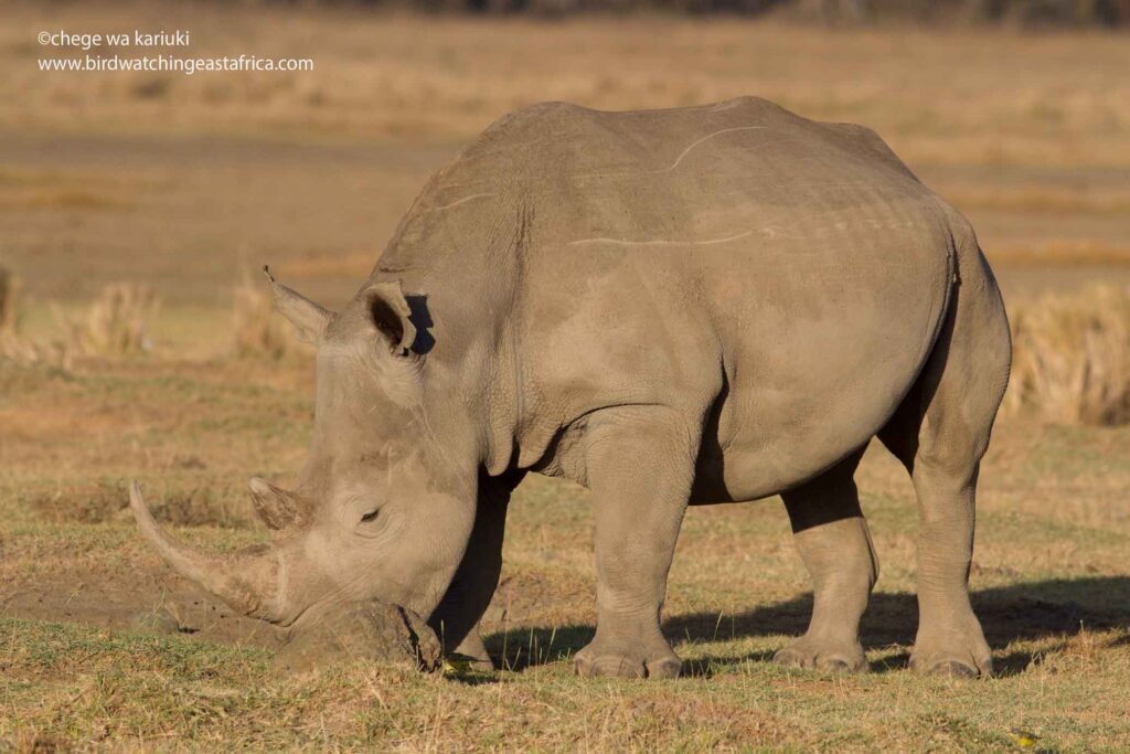 White Rhino