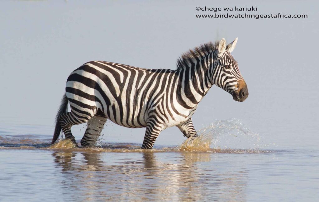 Common Zebra