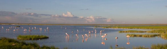 Kenya Birding Tour