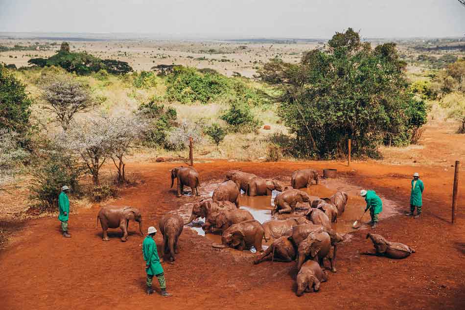 Kenya Birding Tour will visit Sheldrick Wildlife Trust