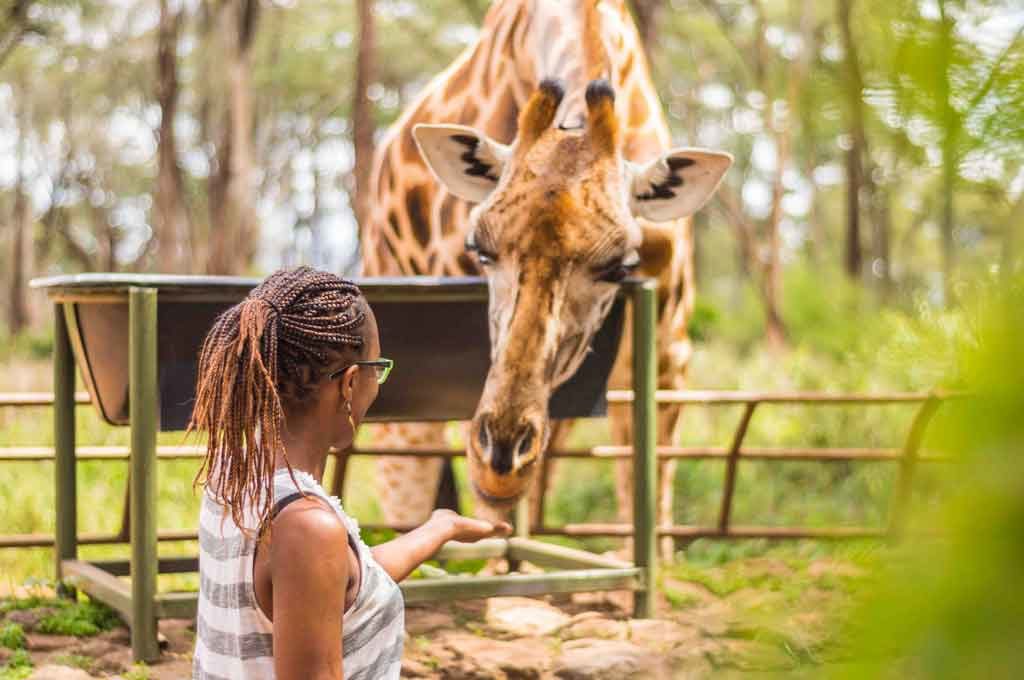 Kenya Birding Tour will visit Giraffe Centre