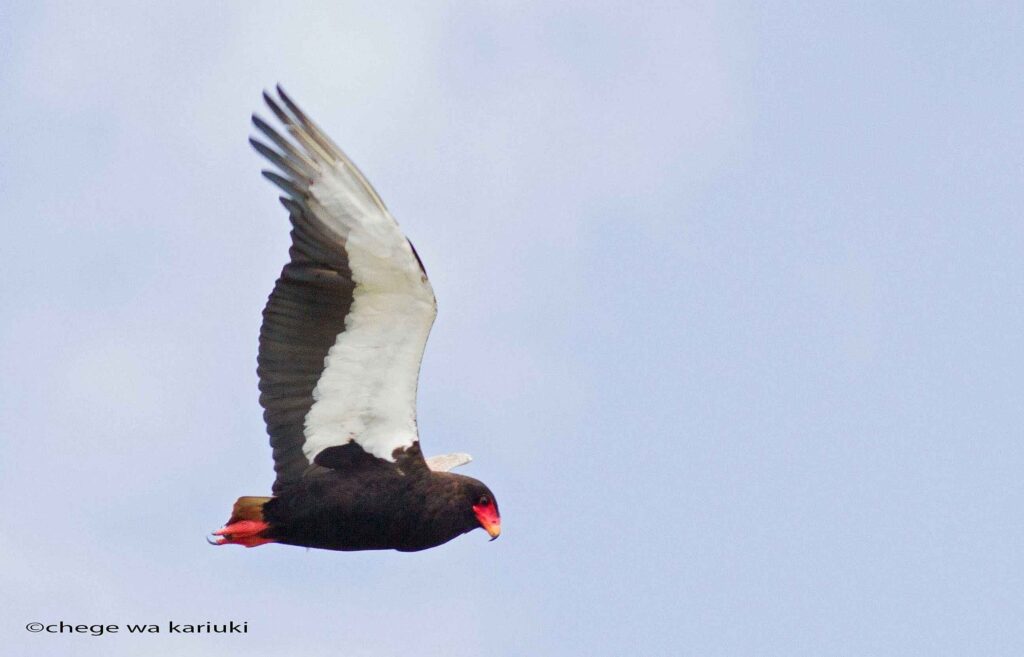 birdwatching Eastafrica - bird in flight